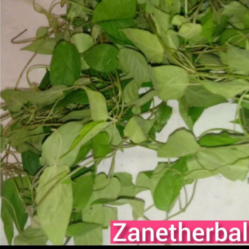 

Daun kentutan segar petik langsung 200 gram-az