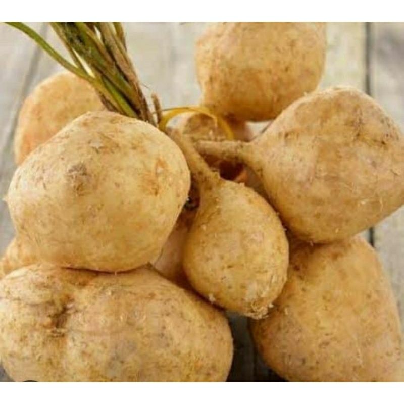 

bengkuang manis fresh 1kg