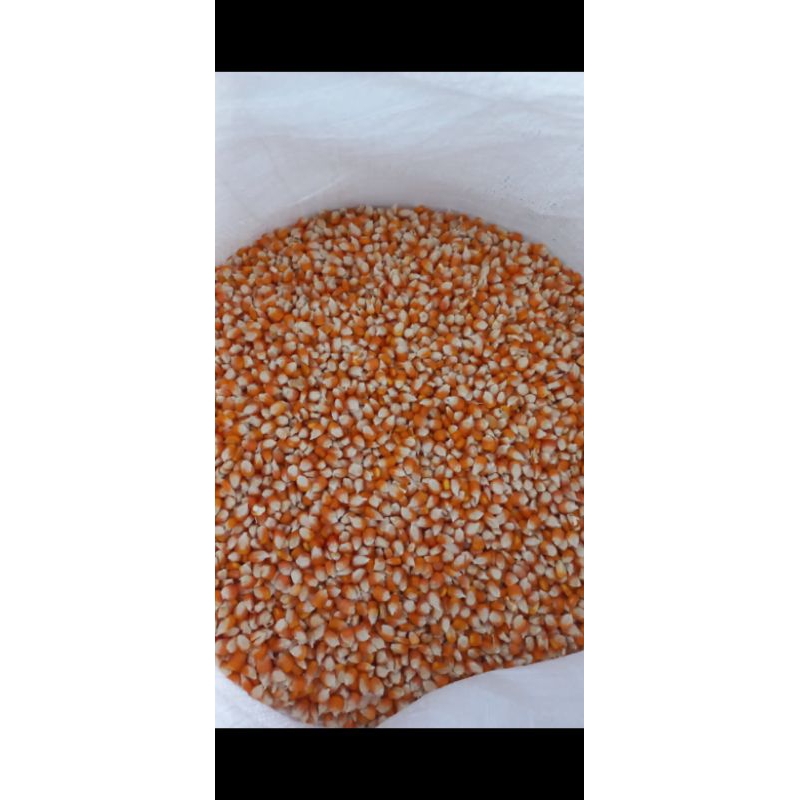 

Jagung Kering Pipil Super