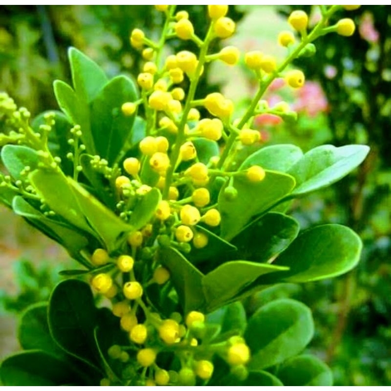 Bibit Tanaman Pacar Cina