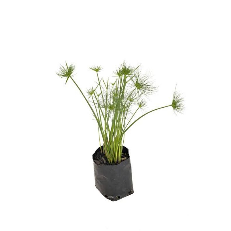 Tanaman hias Dwarf papyrus - Dwarf papyrus Rimbun