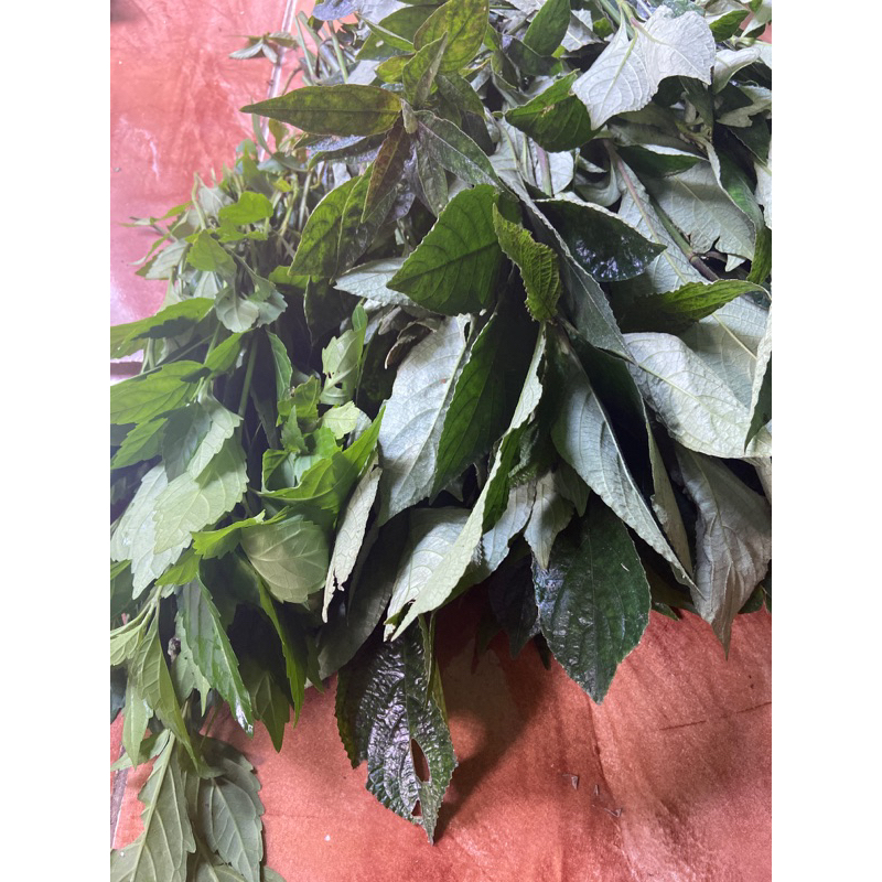 

Daun keji beling pecah beling segar 500 gram GRATIS daun kumis kucing-az