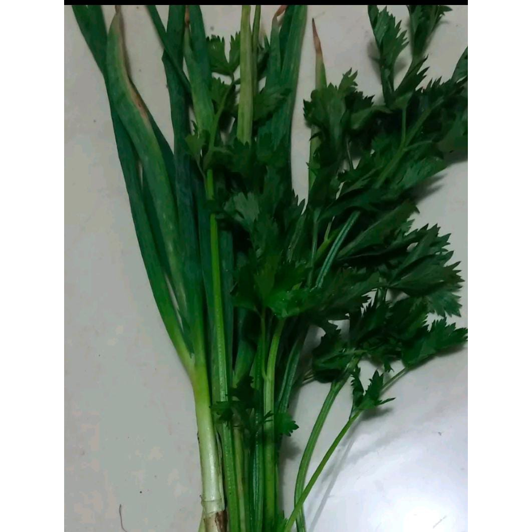 

DAUN BAWANG SELEDRI SEGAR