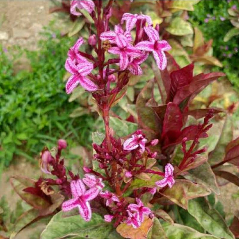 Bibit Bunga Melati Jepang Variegata Merah Pohon Erpah Tanaman Hias Herbal Varigata