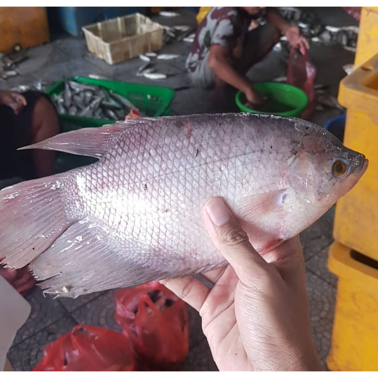 Ikan Gurame Segar