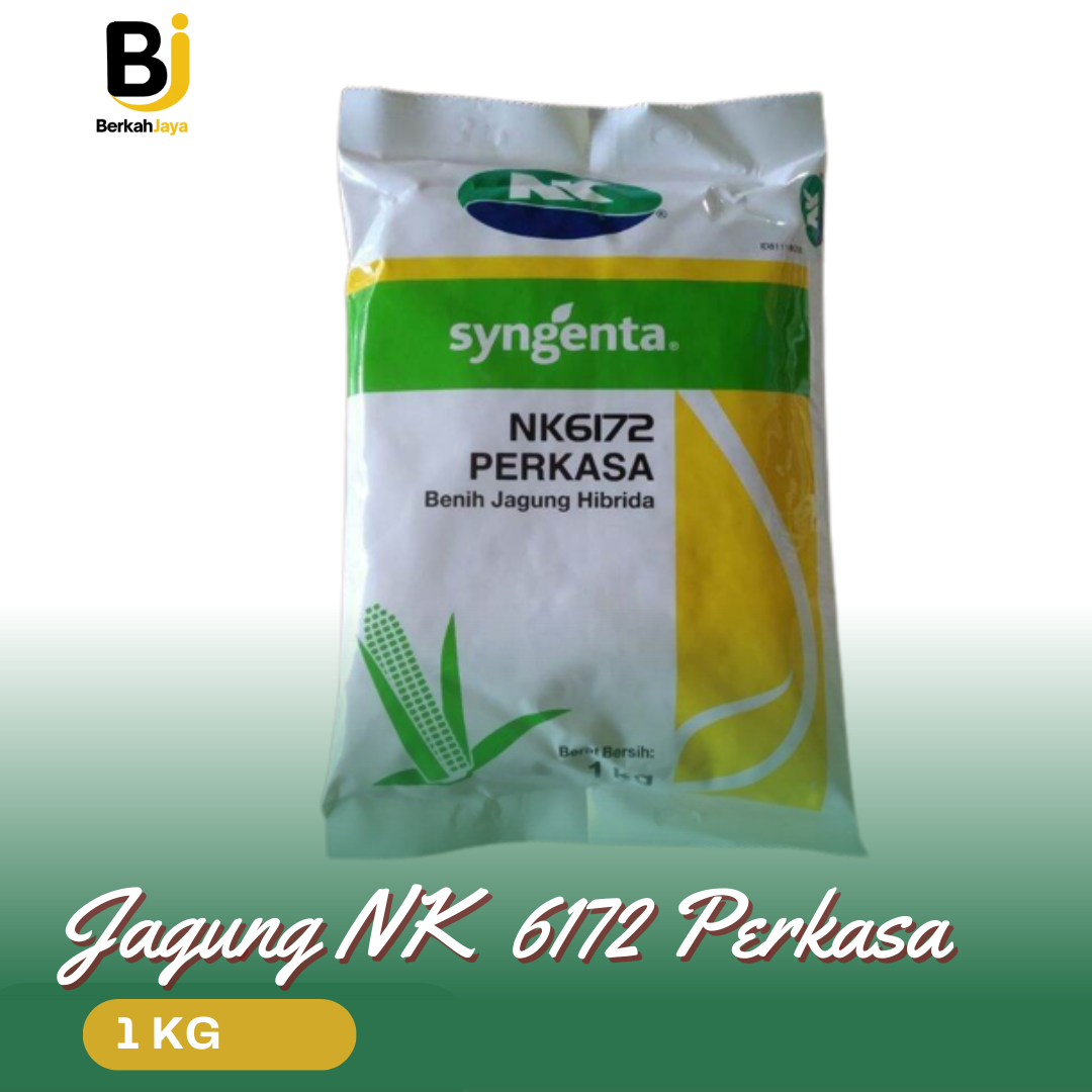 Benih Jagung NK 6172 Perkasa 1 Kg Bibit Jagung Hibrida Syngenta