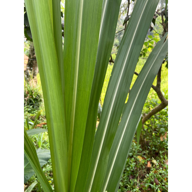 

Daun tebu hijau segar super 500 gram-az