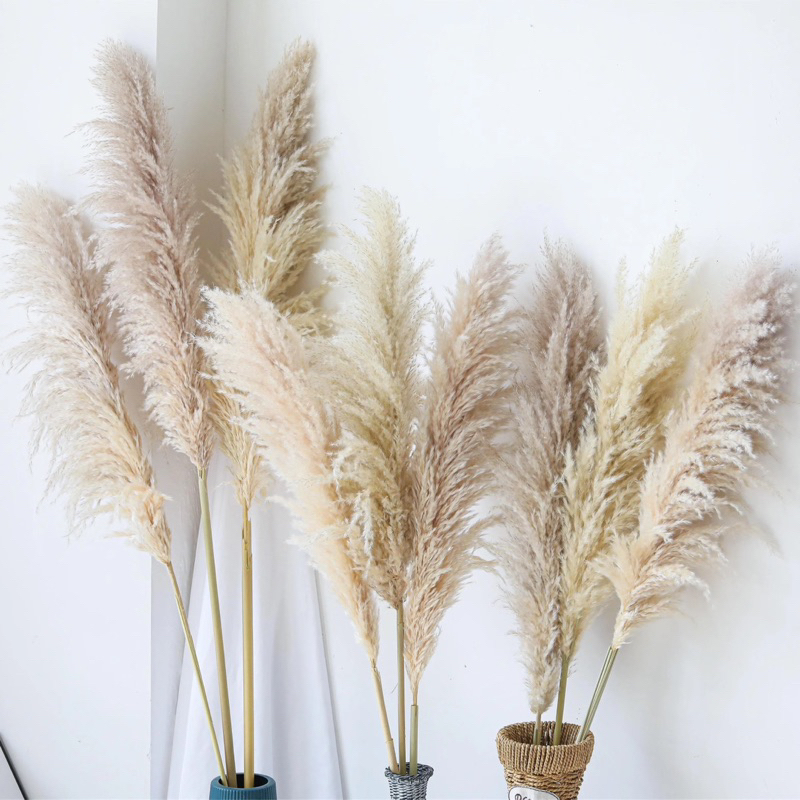 PAMPAS BULU BELI 3 FREE 1pampas bulu pampas kering pampas dekorasi rustic rustic BUNGA KERING buket 