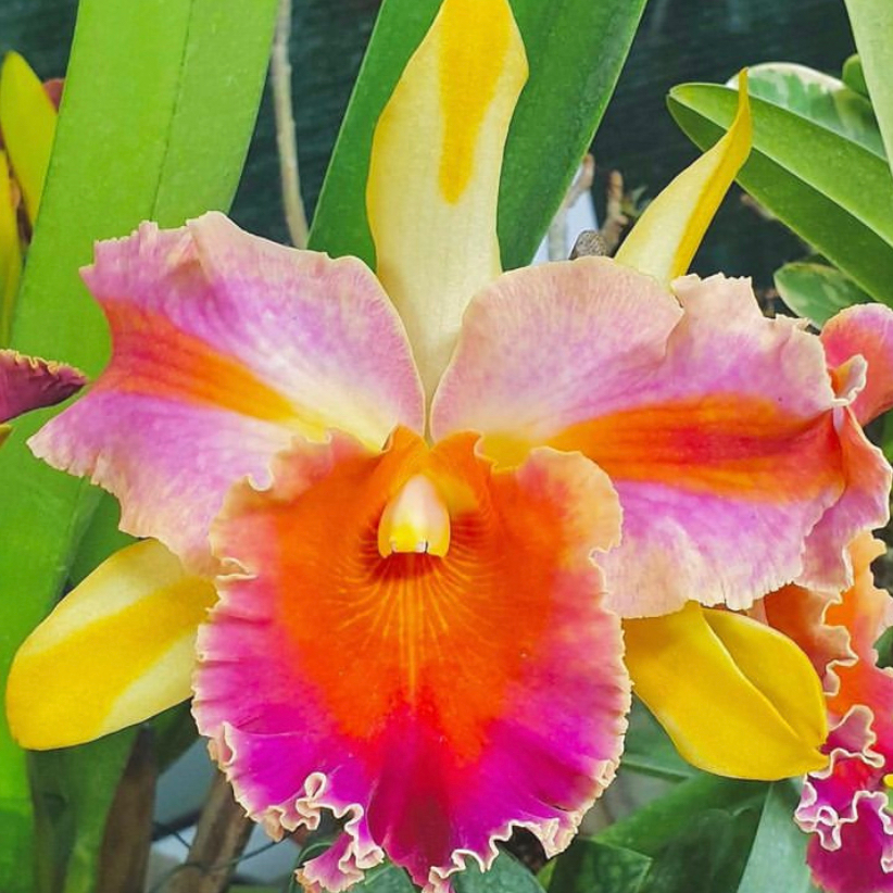 Anggrek Amazing Thailand CATTLEYA TAIWAN remaja / dewasa (sudah berbunga berkali-kali) - BUMI