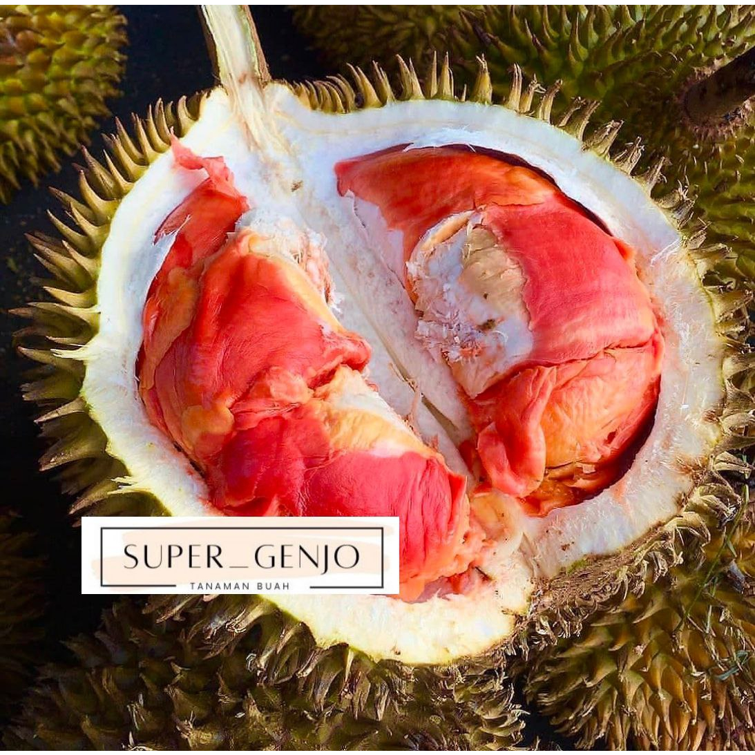Bibit Durian Merah Super Hasil Okulasi Kaki 3