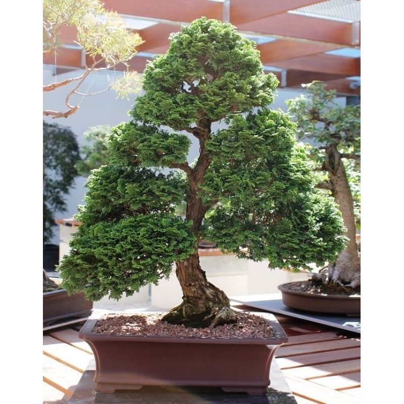 Bahan bonsai Cemara kipas dan cemara Norfolk 1 meteran