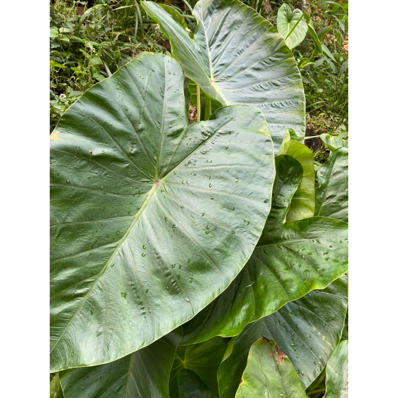 

Daun talas bogor daun talas buntil bahan masakan-az
