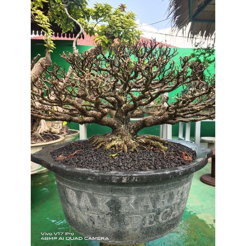 Bonsai Kimeng jadi siap kontes ukuran Medium