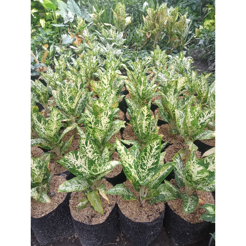 tanaman hias diven candi murah