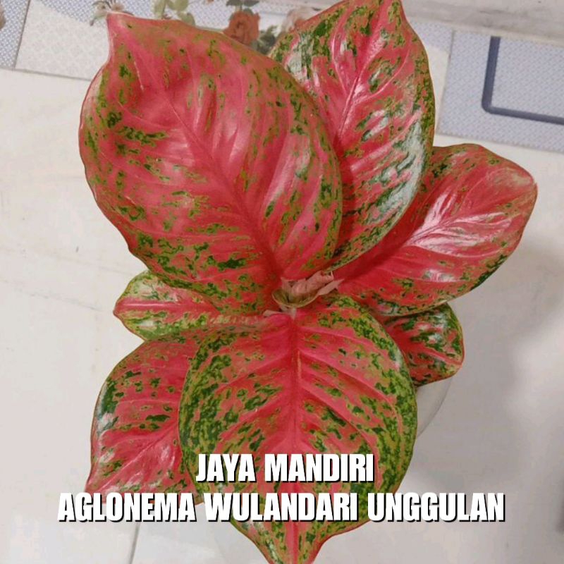 AGLONEMA WULANDARI SUPER