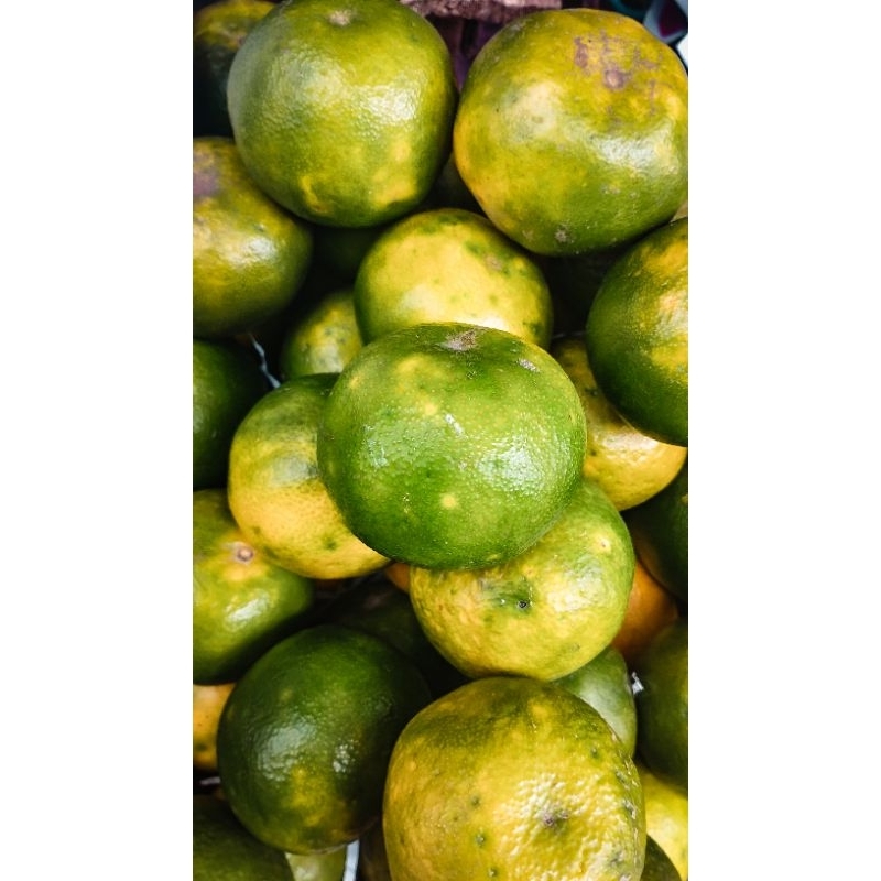 

Jeruk Asli Garut