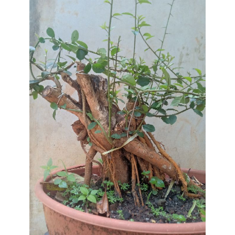 BAHAN BONSAI SISIR/KALIAGE AKAR GANTUNG EXOTIS