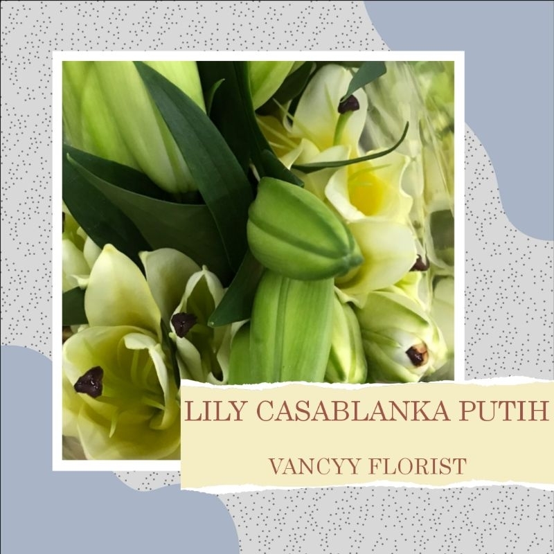 Bunga Lily Casablanka Fresh Pertangkai / Bunga Fresh Lily Ready / Bunga Potong / Bunga Fresh Vancyy 