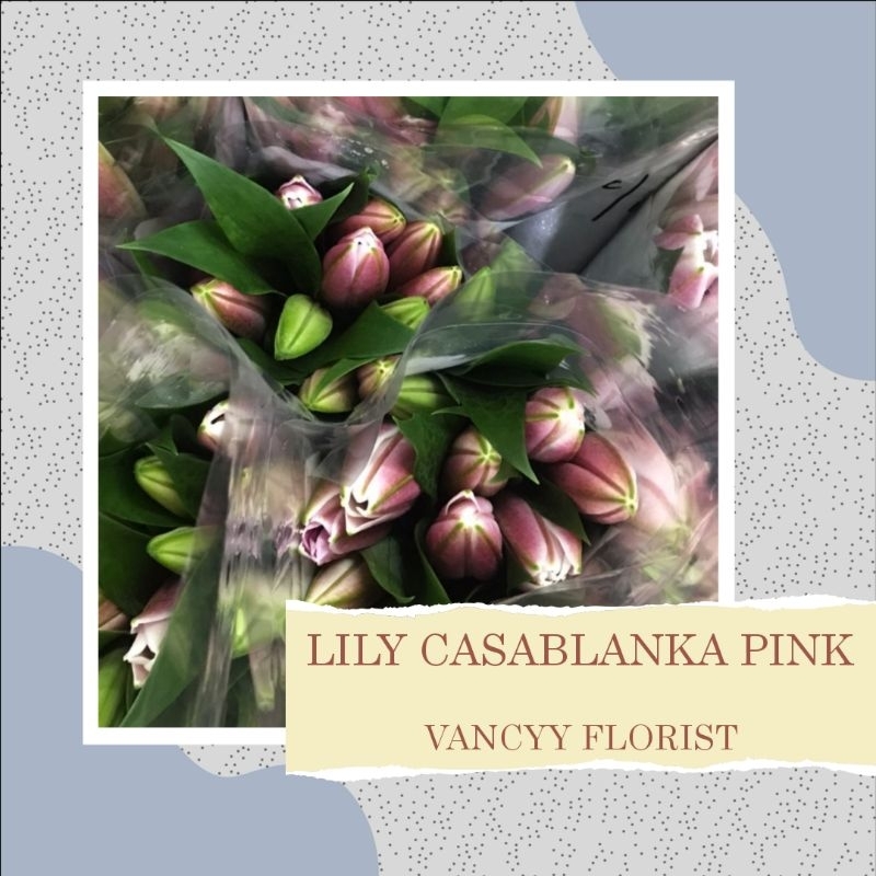 Bunga Lily Casablanka Pink Fresh Pertangkai / Bunga Fresh Lily Ready / Bunga Potong / Bunga Fresh Va
