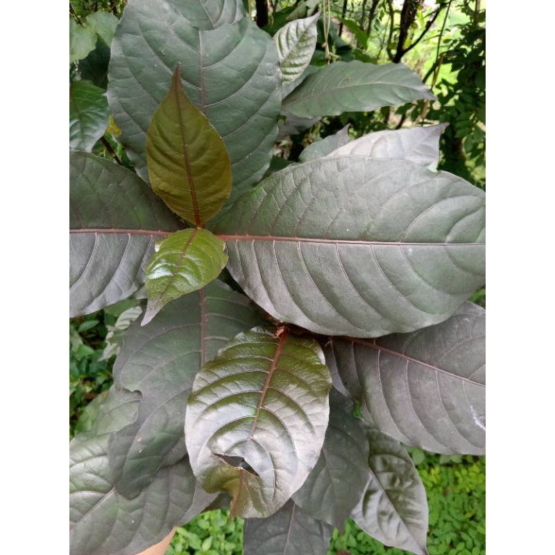 

daun handeuleum ungu segar 250gr