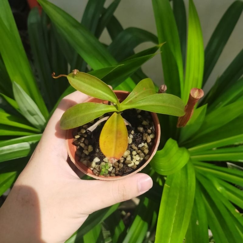 tanaman karnivora nepenthes miranda/kantong semar