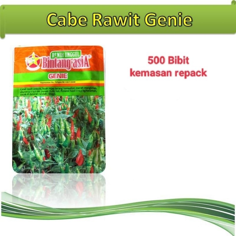 500+ Benih cabe rawit genie