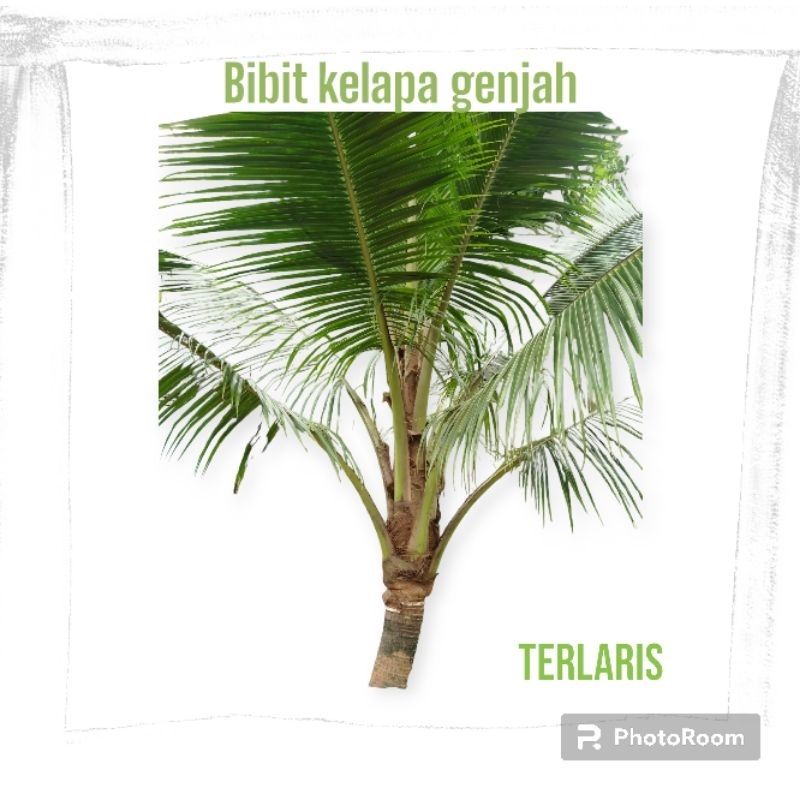 BIBIT KELAPA | BIBIT KELAPA GENJAH | BIBIT KELAPA GENJAH HIJAU | BIBIT KELAPA GENJAH CEPAT BERBUAH