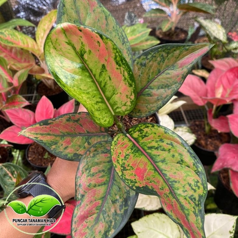 Tanaman hias aglonema heng heng - Aglonema heng heng