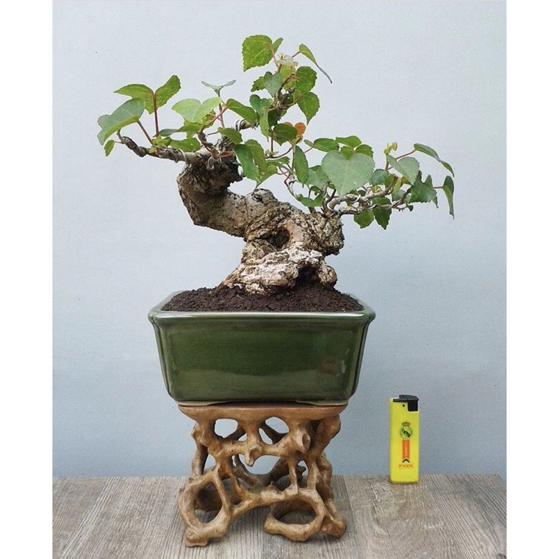 Bonsai Waru India ukuran kecil batang karakter tua