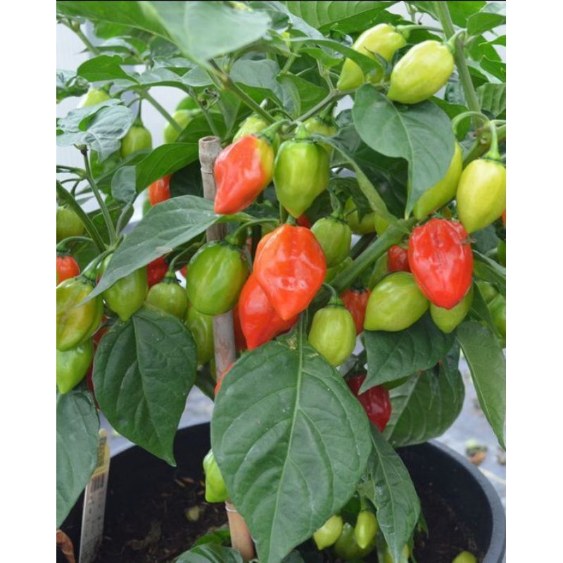 tanaman cabe paprika