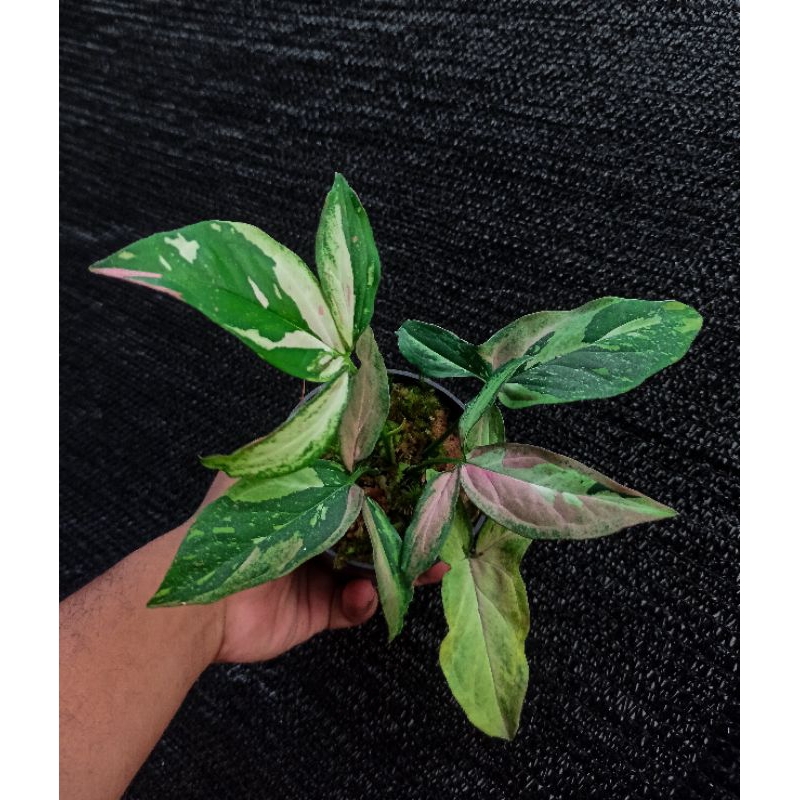 Syngonium Red Spot Tricolor.