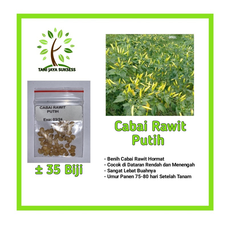 35 Benih Cabai Rawit Putih Benih Cabai Rawit Putih Unggul Berkualitas Bibit Cabai Rawit Putih