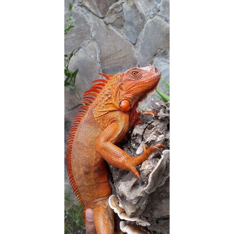 super red iguana jantan