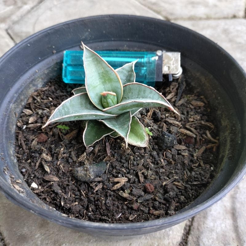 Sansevieria Pinguicula