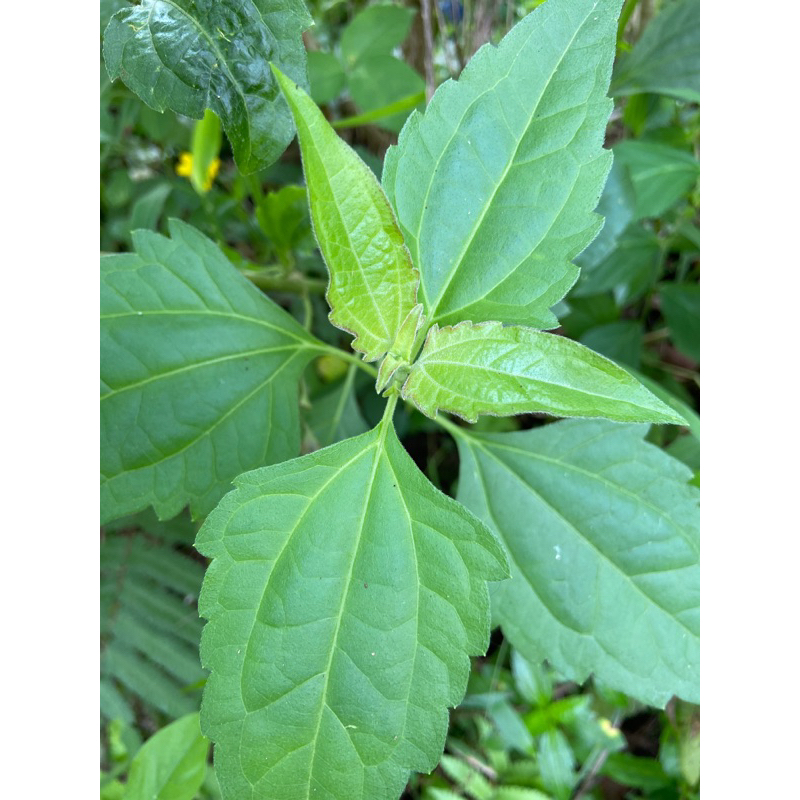 

Daun kirinyuh daun kopasanda daun marenggo segar 1 kg-az