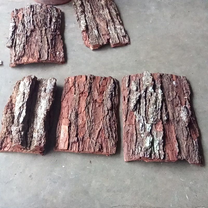 papan kulit pinus media anggrek