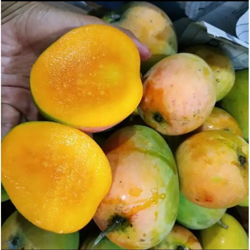 

Mangga Gedong Gincu Manis / 1Kg