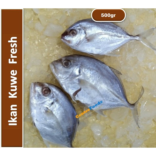 

Ikan Kue Fresh - Kuwe Fresh | 500gr [ Harga Per 0,5 Kg ]