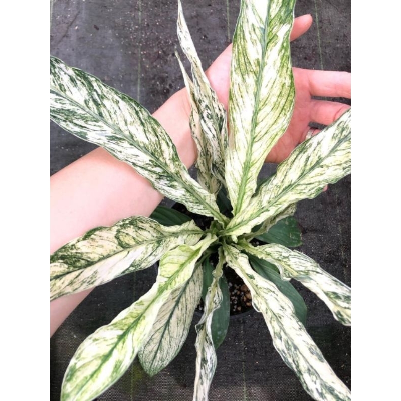 Tanaman hias Spathiphyllum domino variegata mint - spathuphylum variegata menor - Tanaman hias varie