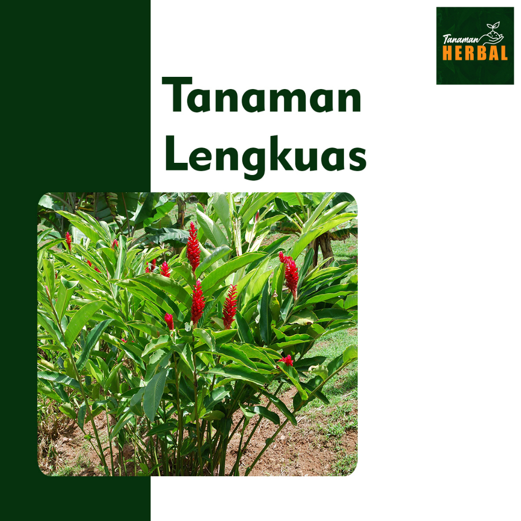 Tanaman Lengkuas