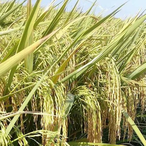 5KG BENIH PADI INPARI 32 SUPER