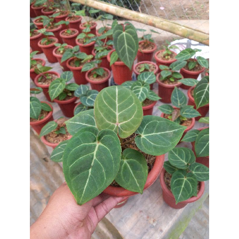 Anthurium Hoffmanii x dorayaki