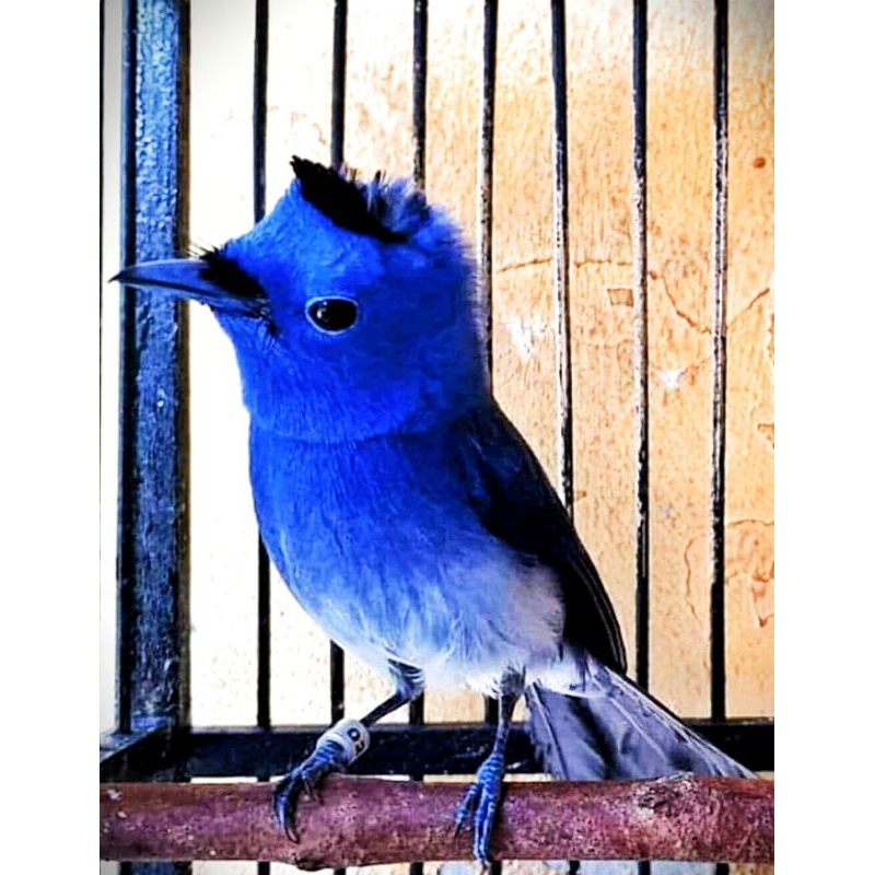 kehicap ranting / selendang biru jantan