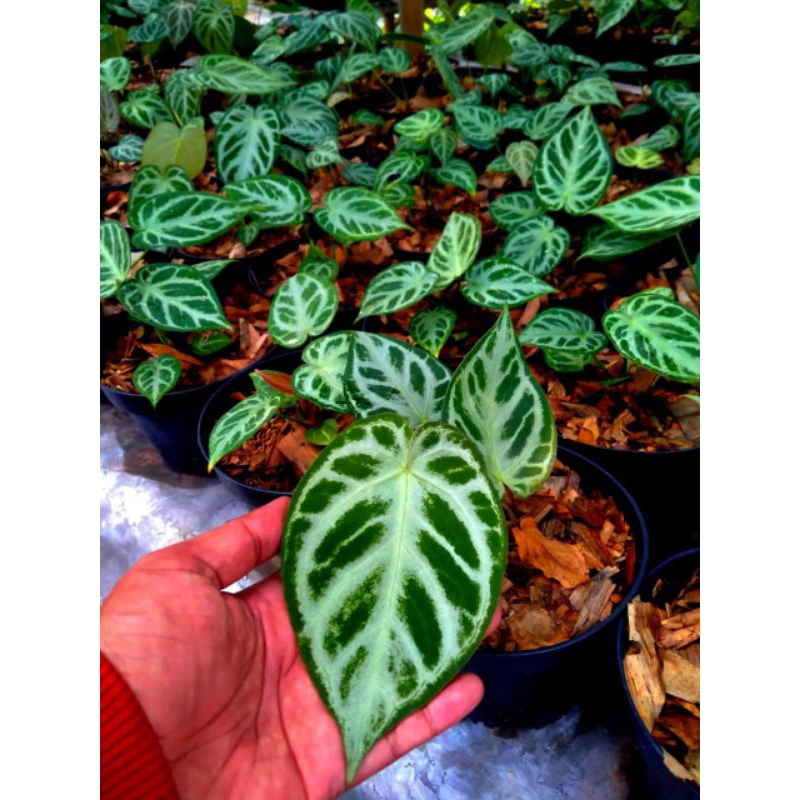 Kuping Gajah Dorayaki Silver Blush