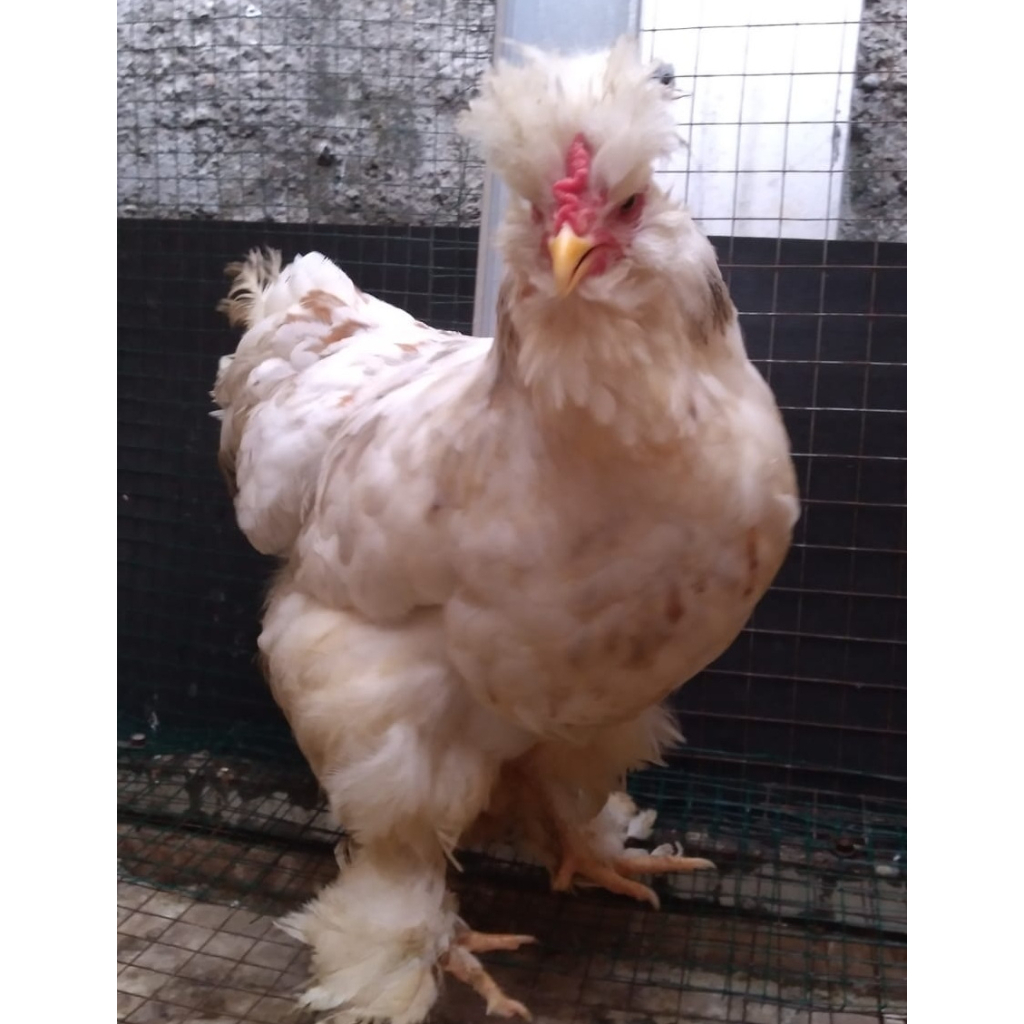 Ayam brahma park splash betina usia 5 bulan (real foto dan vidio )