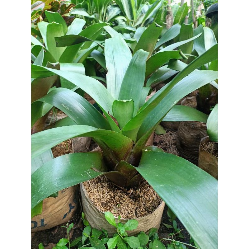 BROMELIA GIANT