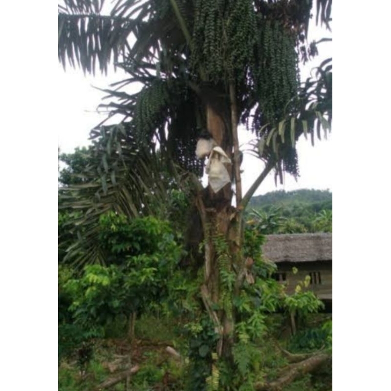 

GULA MERAH ASLI 100% ( Kawung )