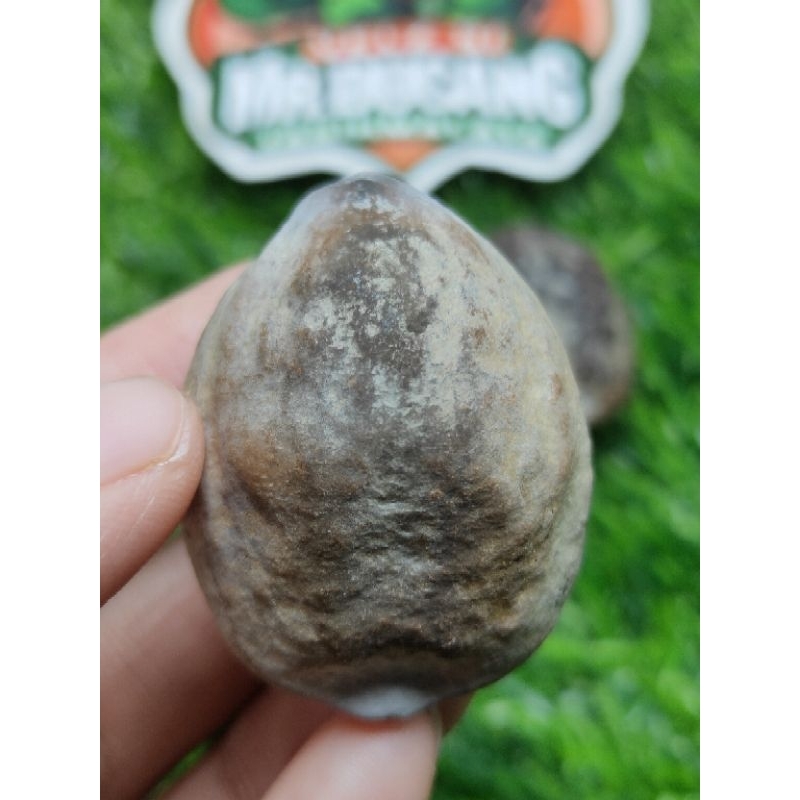 MUNCANG ADU JAYANTI SI LANGIT ORIGINAL