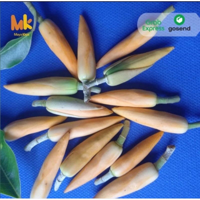 kembang kantil kuning kuncup asli dan wangi