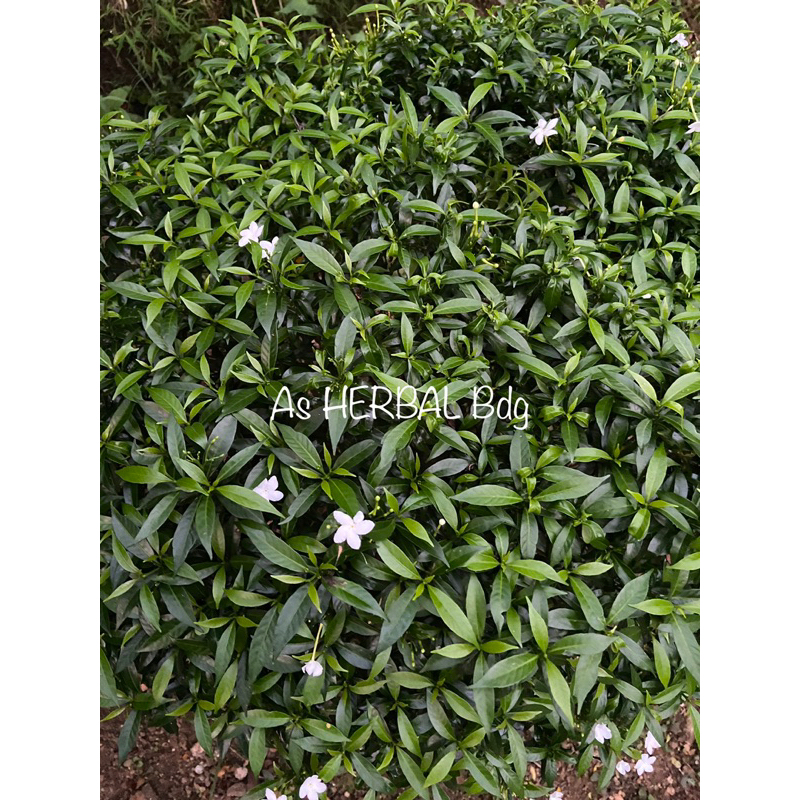 

Daun melati korea segar petik langsung-az